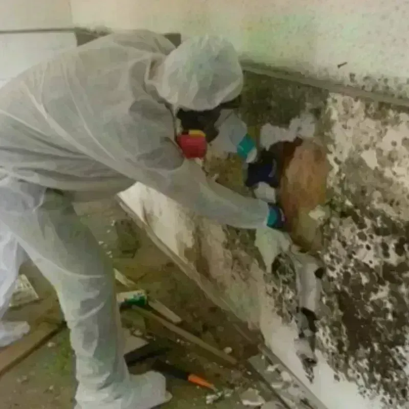 Mold Remediation and Removal in Fort Myers, FL